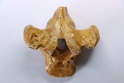 VERTEBRE D' OURS DES CAVERNES - Ursus spelaeus - Pléistocène d'Europe