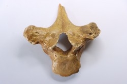 CAVERN BEAR VERTEBRA - Ursus spelaeus - Pléistocène  from  Europe.