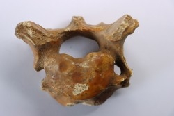 CAVERN BEAR VERTEBRA - Ursus spelaeus - Pléistocène  from  Europe.