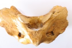 CAVERN BEAR VERTEBRA - Ursus spelaeus - Pléistocène  from  Europe.