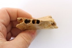 MACHOIRE D' OURS DES CAVERNES - Ursus spelaeus - Pléistocène d'Europe