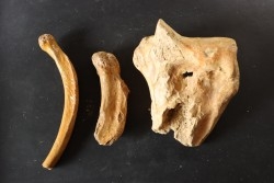 CAVERN BEAR BONES - Ursus spelaeus - Pléistocène  from  Europe.