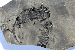branchiosaure (protriton) petrolei - Autunian - Autun, France