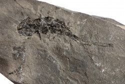 branchiosaure (protriton) petrolei - Autunian - Autun, France