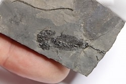 branchiosaure (protriton) petrolei - Autunian - Autun, France
