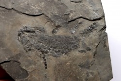 branchiosaure (protriton) petrolei - Autunian - Autun, France