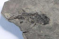 branchiosaure (protriton) petrolei - Autunian - Autun, France