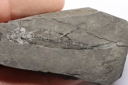 branchiosaure (protriton) petrolei - Autunian - Autun, France