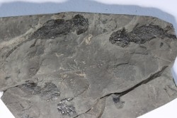 branchiosaure (protriton) petrolei - Autunian - Autun, France