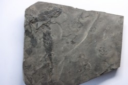 branchiosaure (protriton) petrolei - Autunian - Autun, France
