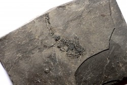 branchiosaure (protriton) petrolei - Autunien - Autun, FRANCE