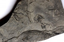 branchiosaure (protriton) petrolei - Autunien - Autun, FRANCE