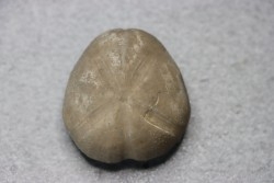 Macraster texanus - cretaceous - Duck creek fmt - Grayson co, Texas, USA