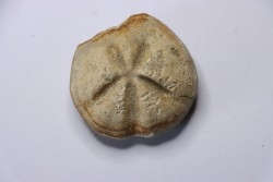 Diplodetus brevistella  Campanian  Coesfeld- N Westphalie  Germany