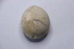 Echinocorys gravesi  Turonien  Wullembei Ahaus, Allemagne