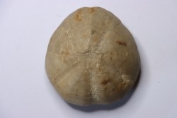 Douvillaster. sp.  Albien  Alicante, Espagne