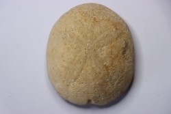 Gytolampas tumidus  Eocene - Lutécien  Alonte, Vicenza, Italie