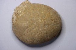 Gytolampas scutella - Eocene - Lutécian  Alonte, Vicenza, Italia