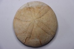 Echinolampas rotundus - Pléistocène, sicilien - Cutrofiano, Lecce, Pouilles, Italie