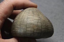 Echinocorys tenuiteberculatus - Maastrichtian - Nizan, 31 France