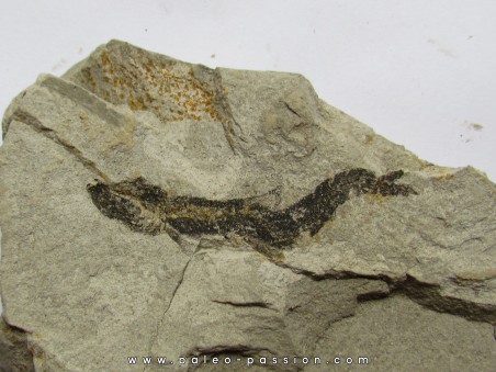 poisson fossile ARGENTINOIDES sp.