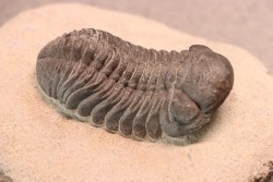 BARRANDEOPS ovatus -Emsien - Jbel Oufaten, MAROC