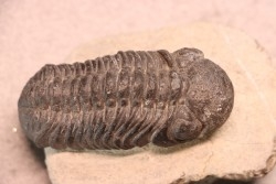 BARRANDEOPS ovatus -Emsien - Jbel Oufaten, MAROC