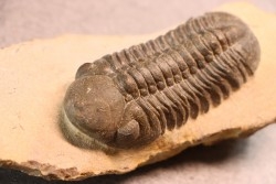 Reedops cephalotes hamlagdadianus - Pragien - L'Atchana, MAROC