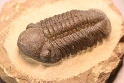 Reedops cephalotes hamlagdadianus - Pragien - L'Atchana, MAROC
