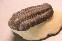 Reedops cephalotes hamlagdadianus - Pragien - L'Atchana, MAROC