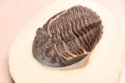 HOLLARDOPS mesocristata - emsien superieur - Jbel Gara, Foum zguid, Maroc