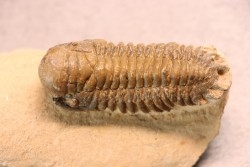 CROTALOCEPHALUS GIBBUS - Praguien - Foum Zguid, Maroc