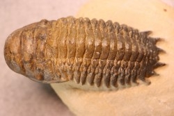 CROTALOCEPHALUS GIBBUS - Praguien - Foum Zguid, Maroc