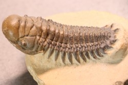 CROTALOCEPHALUS GIBBUS - Praguien - Foum Zguid, Maroc