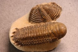 CROTALOCEPHALUS GIBBUS - Praguien - Foum Zguid, Maroc