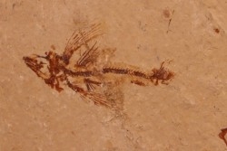 poisson volant:  Exocoetoides minor (Davis, 1887) - Cénomanien - Haquel - Byblos - LIBAN