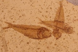 GOSIUTICHTHYS PARVUS - Eocène - green river formation - Farson, Wyoming - USA