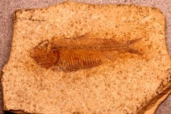 GOSIUTICHTHYS PARVUS - Eocène - green river formation - Farson, Wyoming - USA