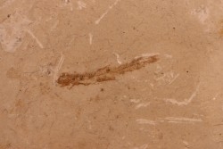 Bregmaceros albyi - pliocène - Rimini, Italy