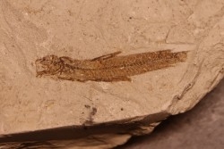 Bregmaceros albyi - pliocène - Rimini, Italy