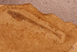 Cobitopsis acutus - Stampian - Saint Saturnin - Auvergne - FRANCE