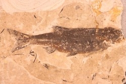 Leuciscus demasii - Tortonian - Coiron massif, Saint Bauzile - FRANCE