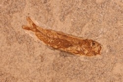 Leptolepis voithi - kimmeridgien  - Orbagnoux, France