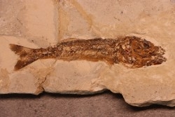 Ductor vestenae (recto/verso) - éocène -  Monte Bolca