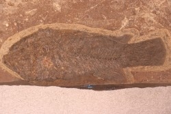 Asineops squamifrons - Eocène -  green river fmt - Lake Gosiute, Wyoming - USA