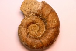 Lytoceras fimbriatum - Carixien - Pulnoy, Nancy FRANCE