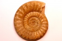Acanthopleuroceras maugenesti - pliensbachien - Fresney-le-Puceux (14) FRANCE
