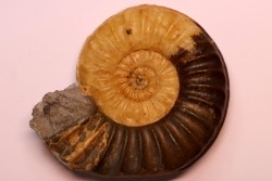 Asteroceras obtusum - UPPER Sinemurian - Dorset, UK