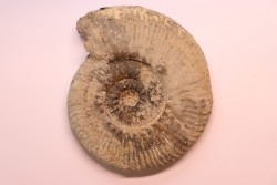 Hammatoceras Speciosum - Toarcien - Roanne - FRANCE