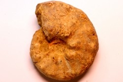 Buchiceras bilobatum - Coniacien - Perou